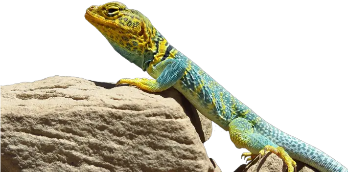 Collared Lizard Transparent Png Image Free Clipart Vectors Reptiles Lizard Png