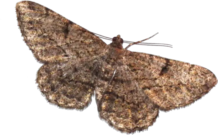 Moth Png Image Transparent Background Transparent Moth Png Moth Png