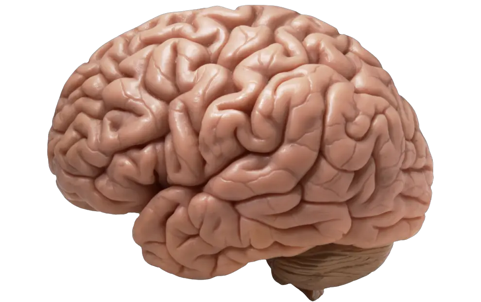 Human Brain Transparent Png Picture Brain Diseases Brain Transparent Background