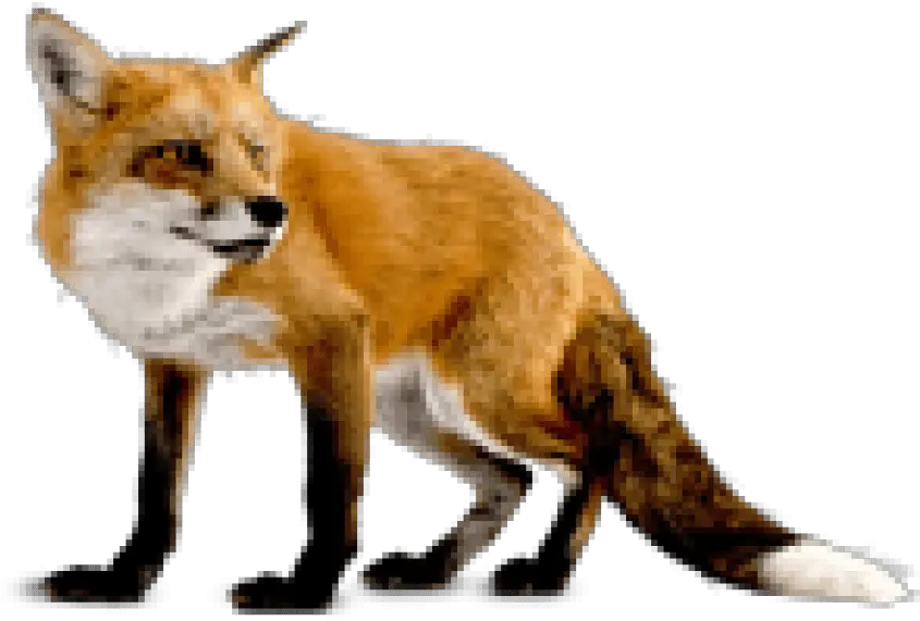 Red Fox Png 2 Image