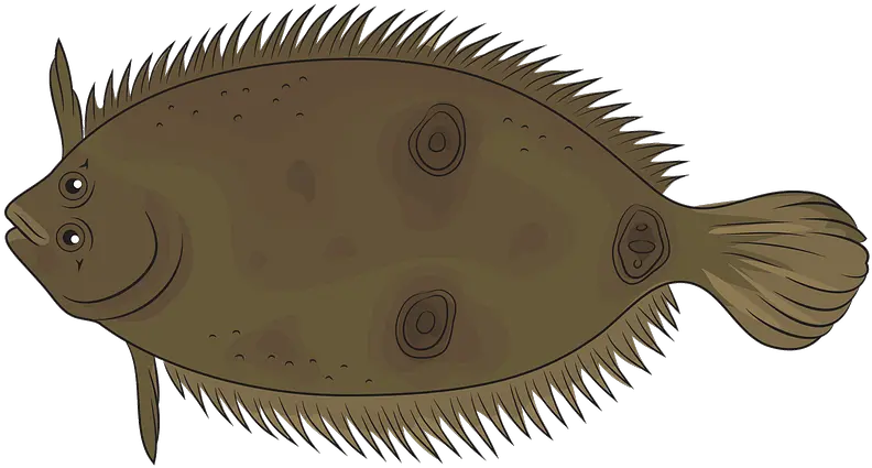 Three Eye Flounder Clipart Free Download Creazilla Sole Png Flounder Png