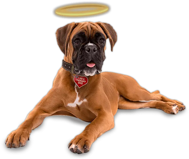 Be An Angel Therapy Dogs Turning Frowns Upside Down Boxer Png Dogs Png