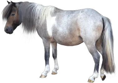 Small Horse Transparent Png Stickpng Small Horse White Background Horse Transparent Background