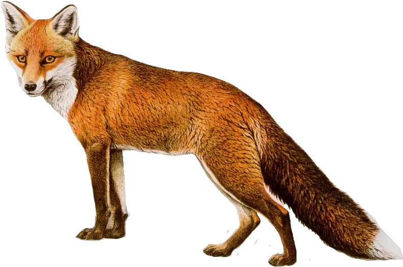 Fcpi26 Fox Clipart Png Images Today1580804156 Fox Png Fox Clipart Png