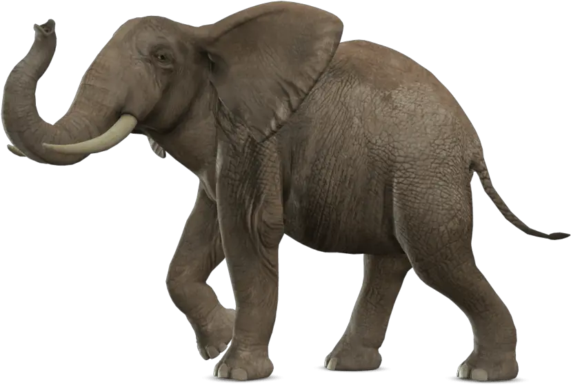 Elephant Transparent Image Elephant Png Elephant Transparent Background