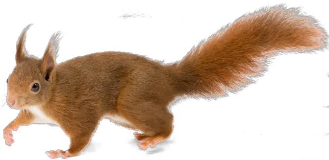 Squirrel Png Animal Png Squirrel Transparent Background