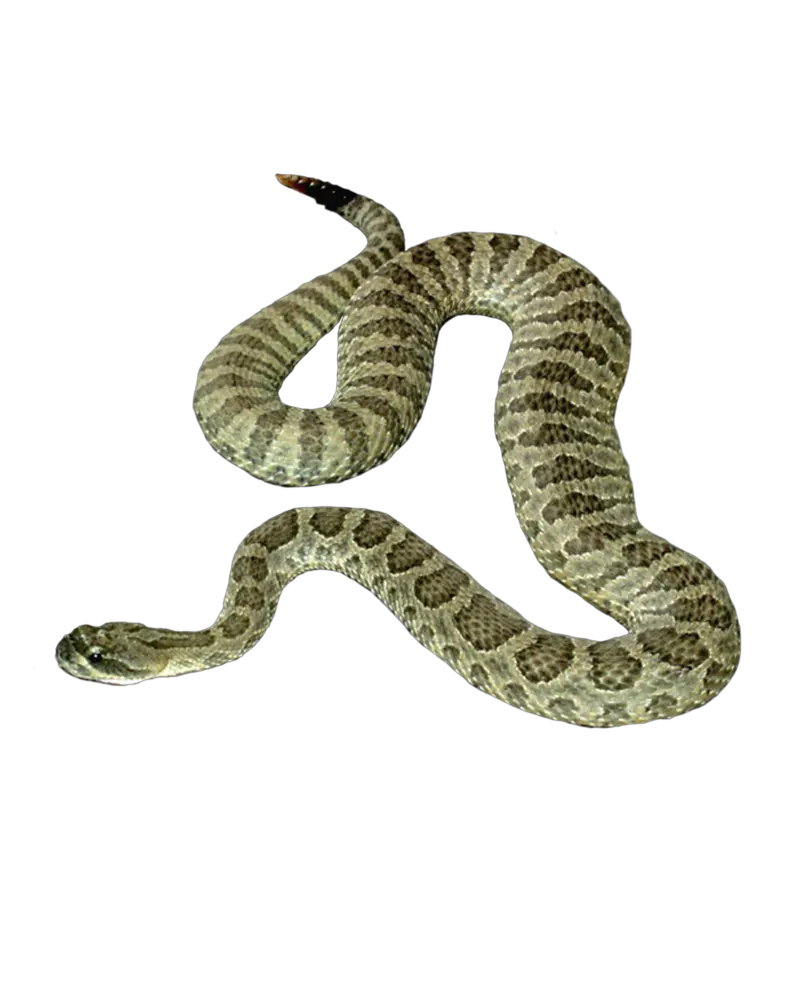 Snake Transparent Png 1 Image Snake Png Snake Transparent Background