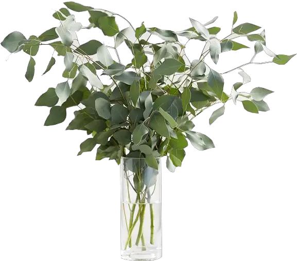 Live Silver Dollar Eucalyptus Bunches Pot Not Included Vase Png Eucalyptus Leaves Png