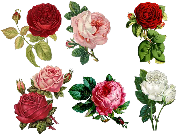 Free Photo Plant Flowers Bloom Romantic Flower Cards Png Vintage Roses Png