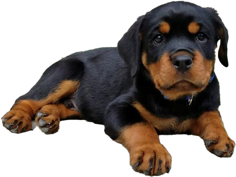 Rottweiler Puppy Png Image Rottweiler Puppy Transparent Background Puppy Png