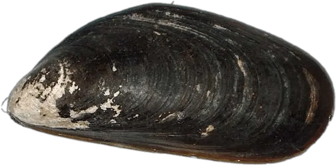 Mussel Transparent Png Stickpng Mussel Png Seashells Png