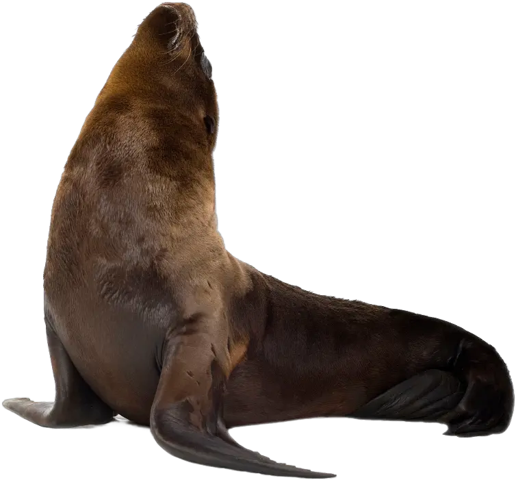 Sea Lions California Sea Lion Png Sea Lion Png