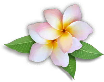 Plumeria Flowers Png Hd Plumeria Png Rose Png Hd