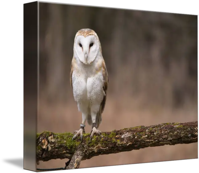 Barn Owl By Tony Moran Barn Owl Png Barn Owl Png