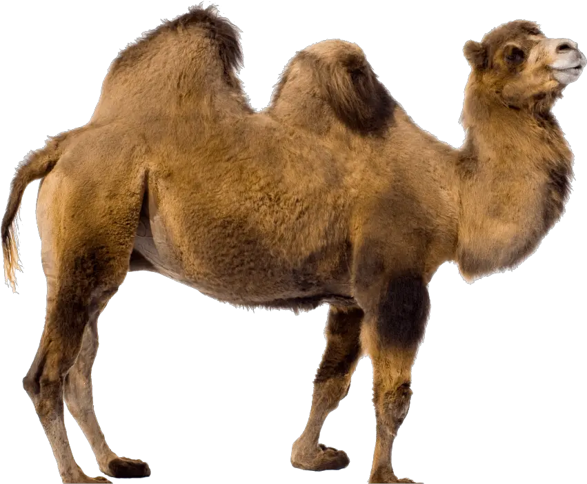 Free Transparent Png Images On Camel