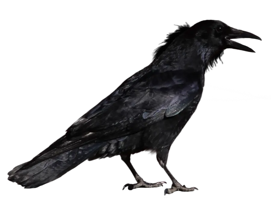 Hd Common Raven Transparent Background Transparent Background Crow Png Crow Png