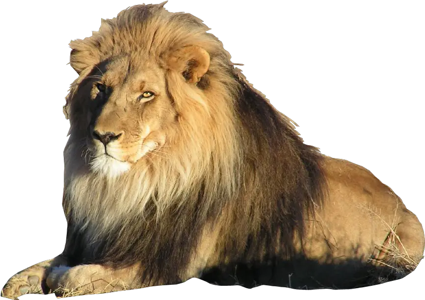 Lion Transparent Background Transparent Background Lion Png Lion Transparent