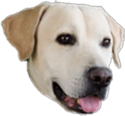 Dog Dog Face Transparent Background Png Dog Transparent