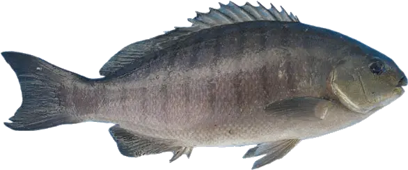 Fish Png Image Black Fish To Eat Ocean Fish Png