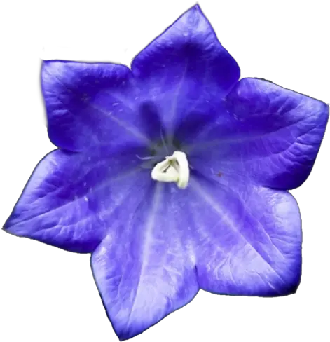 Harebell No Spirit Earth Tumblr Sapph 1426664 Png Flores De Color Azul Sapphire Png