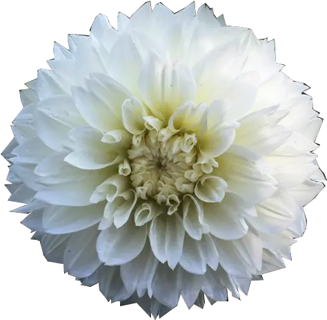 Flower Overlay Png Transparent Free For Dahlia Flower Transparents