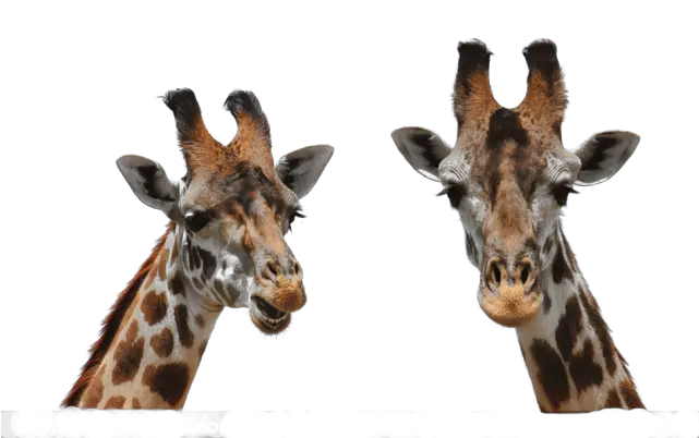 Giraffe Png Photos