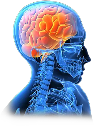 Brain Tumors Sanjay Ghosh Neurosurgery Brain Cancer Transparent Background Png Brain Transparent Background