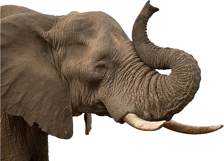 Elephant Trunk Transparent Png Elephant Trunk Png Elephant Transparent