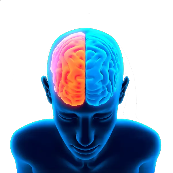 Human Brain Png Transparent Image Human Brain Hd Png Human Brain Png