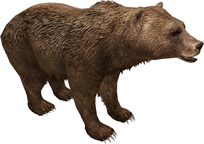 Download Hd Eurasian Brown Bear Grizzly Bear Png Brown Bear Png