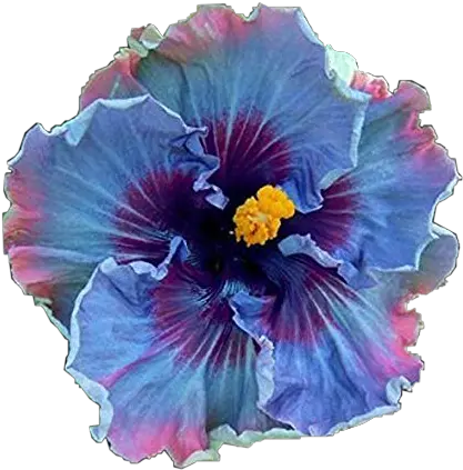 Flower Hawaiian Tropical Flowers Blue Rose Of Sharon Tree Png Hawaiian Flowers Png