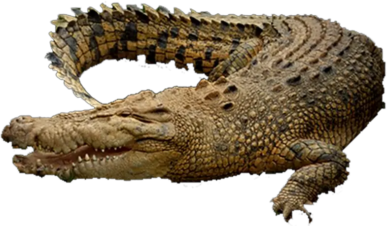 Crocodile Png Images 3 Image Transparent Crocodile Png Crocodile Png