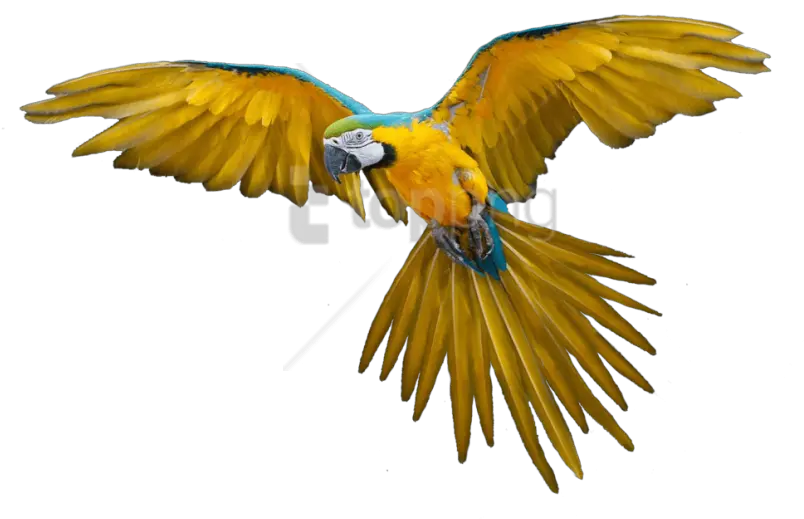 Free Flying Bird Gif Transparent Flying Parrot Png Bird Png Transparent