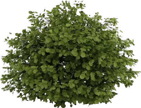 Download Natural Small Tree Photoshop Shrubs Png Image Corylus Avellana Png Shrubs Png