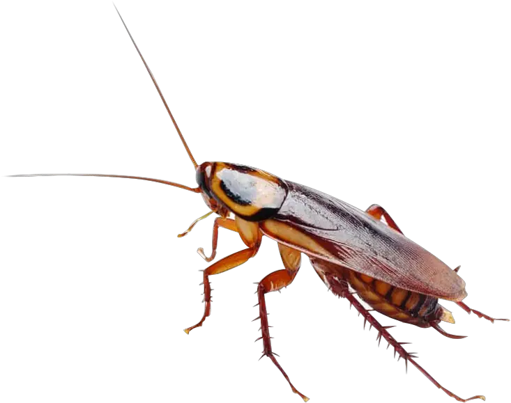 Pest Alert Free Ppt Templates Cockroach Png Cockroach Transparent