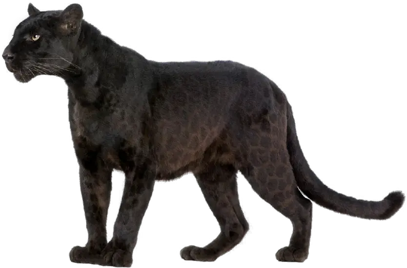 Leopard Wildcat Black Panther Felidae Black Panther Animal Png Panther Transparent