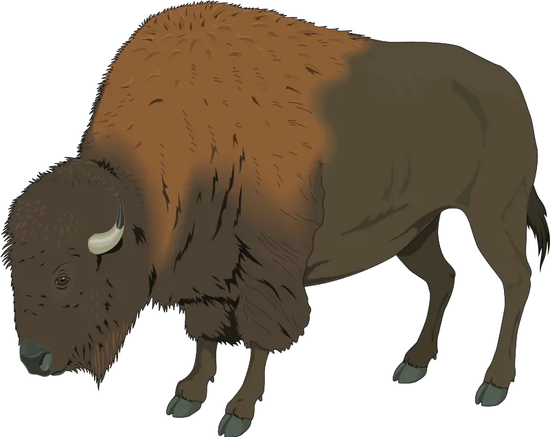 Download Bison Clipart Png Bison Png