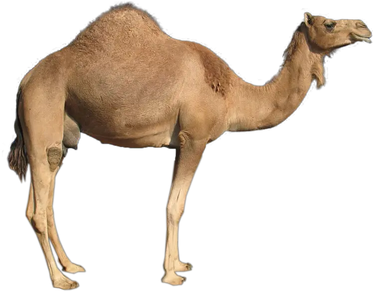 Camel Png Images Camel Transparent Background Camel Png