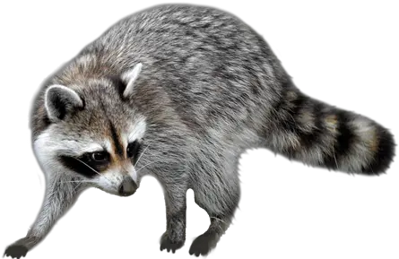 Png Background Raccoon Png Raccoon Transparent Background