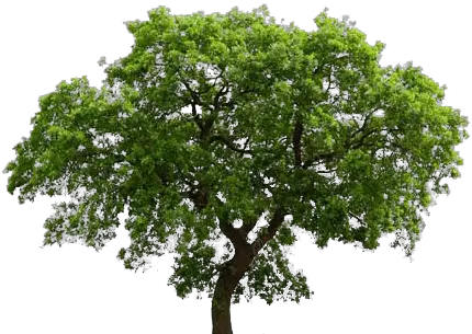 English Oak Tree Transparent Background Free Png Images Transparent Background Oak Tree Clipart Pine Tree Transparent Background