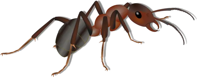 Ant Png Transparent Images Ant Png Clipart Ants Png