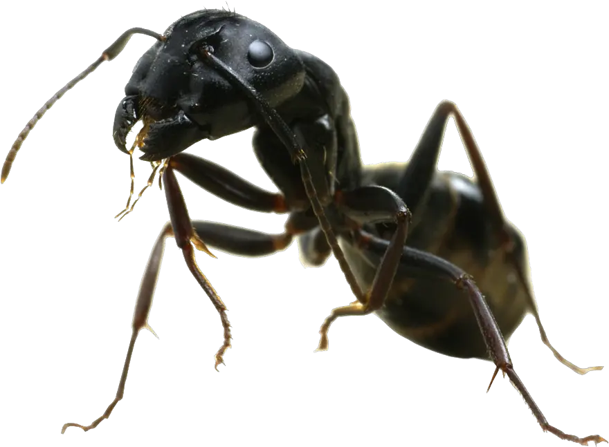 Ants Png 9 Image Carpenter Ant Png Ants Png