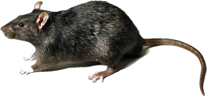 Download Rat Transparent Png Rat Transparent Background Rat Transparent