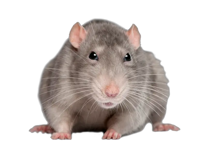 Rat Png Transparent Images Transparent Background Rat Transparent Gif Rat Transparent