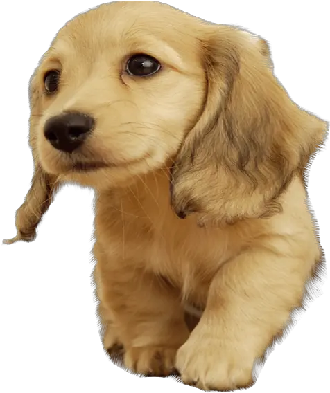 Golden Retriever Puppy Png Picture 816924 Golden Retriever Puppies Snow Golden Retriever Transparent Background