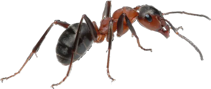 Ant Transparent Insect Bug Sticker Ant Png Ant Transparent