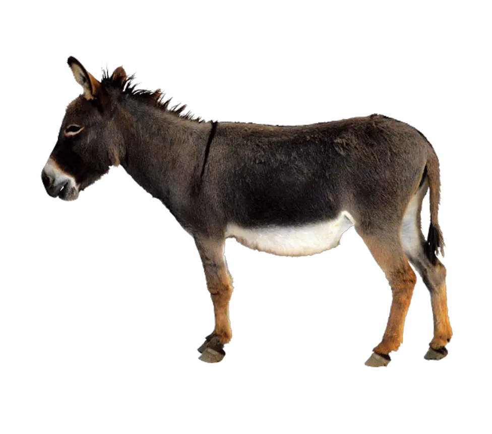 Fullscreen Page Mule Png Donkey Transparent