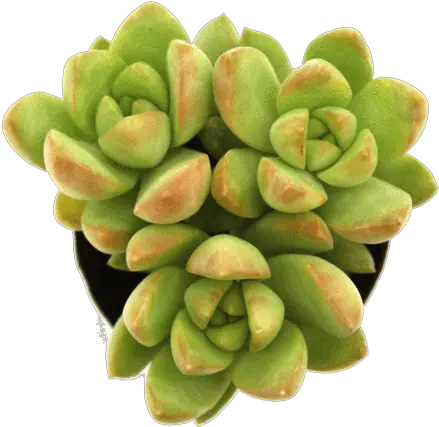 Sedum U0027golden Glowu0027 With Images Succulents Top View Succulent Png Succulent Png