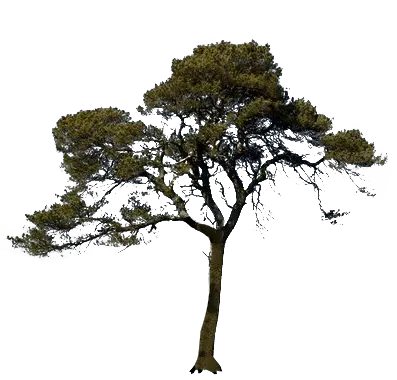 Scots Pine Tree Transparent Image Scots Pine Tree Png Pine Tree Transparent Background