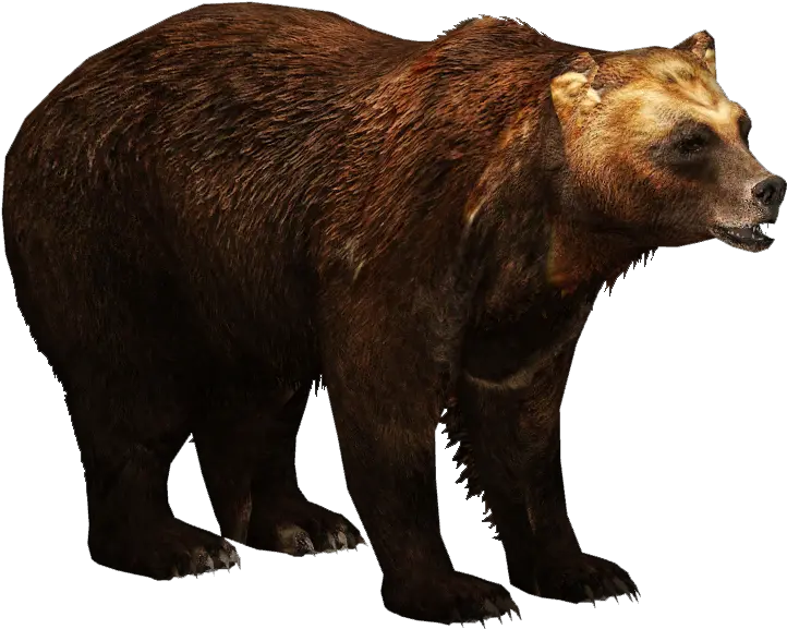 Brown Bear Png 1 Image Brown Bears Png Brown Bear Png